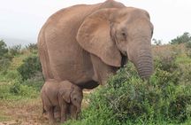 Private 3-Days of wildlife Safari exploring Uganda