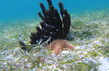 3 Hour Costa Maya Snorkeling Excursion - La Leyenda ECO-TOURS