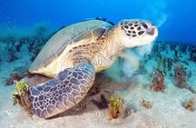 2-Hour Snorkeling Adventure in Kauai