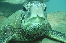 2-Hour Snorkeling Adventure in Kauai