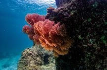 Racha & Coral Island by Speed boat