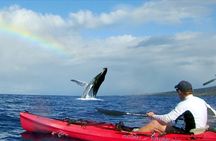 Kayak Whale Watch and Snorkel Hawaiian Islands Whale Sanctuary