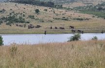 Full Day Safari from Johannesburg - Pilanesberg Nature Reserve