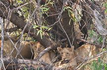 Full Day Safari from Johannesburg - Pilanesberg Nature Reserve