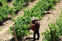 Viticulture and Wine-Tasting 3-Hour Trip from Barcelona