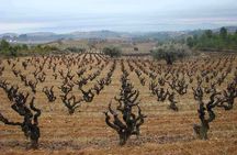Viticulture and Wine-Tasting 3-Hour Trip from Barcelona