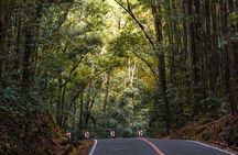 The tour of the must-see sites of Bohol