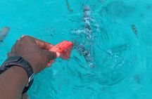 Luxury Swimming with DOLPHINS IN MNEMBA and LUNCH 