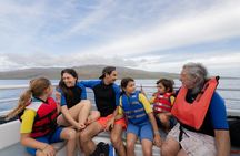 Molokini and Turtle Town Snorkeling Adventure Aboard the Malolo