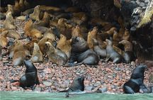 Ballestas Islands, Nazca Lines and Huacachina Tour from Lima