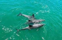 1 Hour Deluxe Scenic Dolphin Cruise