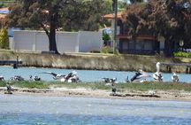 1 Hour Deluxe Scenic Dolphin Cruise