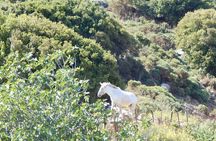 Naxos: Hike to the Top of the Cyclades - Mount Zas