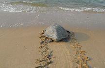 Experience with sea turtles in Boavista