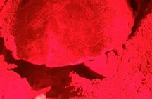 Experience with sea turtles in Boavista