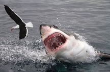 Great White Shark Tour on Monterey Bay 3-4 Hours