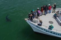 Great White Shark Tour on Monterey Bay 3-4 Hours