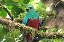 Santa Elena reserve birding tour with Esteban Daily guided tours