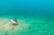 One Tank Scuba Diving in Kauai South Shore Certified Diver Only