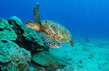 One Tank Scuba Diving in Kauai South Shore Certified Diver Only