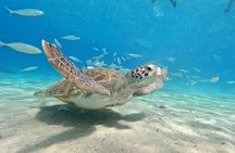 Curacao Sea Turtle Swim and West Side Natural Highlights