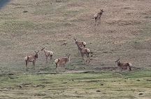 Wildlife Watching Day Tour at Hustai National Park