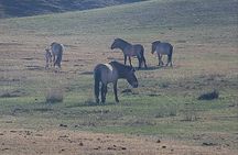 Wildlife Watching Day Tour at Hustai National Park