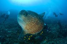 Fun Dive Nusa Penida Bali - For Certified Divers