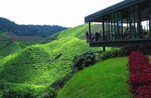 Private Full-Day Cameron Highlands Nature Tour from Kuala Lumpur