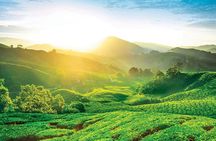 Private Full-Day Cameron Highlands Nature Tour from Kuala Lumpur