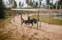 Life of the Husky, Kennel Tour and Husky Ride in Summer