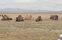 Full Day Private Jeep Tour to Elsen Tasarkhai, Semi-Gobi