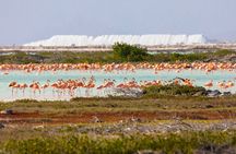 Shore Excursion: North and South Sides of Bonaire