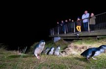 Otago Peninsula In-Depth Tour & Blue Penguins Pukekura Experience