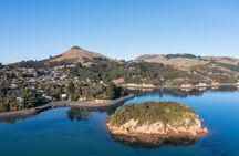 Otago Peninsula In-Depth Tour & Blue Penguins Pukekura Experience