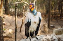 Full day tour aviary with beach in Baru with lunch