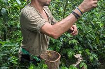3 Day Private Tour Authentic Coffee Experience in Colombia