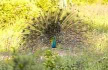 Udawalawe National Park and Elephant Transit Home From Galle