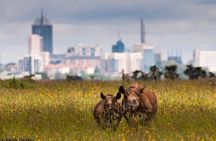Nairobi National Park and Giraffe Centre 