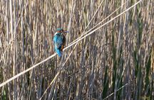 Birdwatching Boccadoro: the wildlife of the wetland