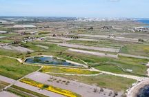 Birdwatching Boccadoro: the wildlife of the wetland