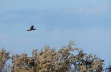 Birdwatching Boccadoro: the wildlife of the wetland