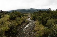 Private Tour Deer in the Chingaza Páramo and Suasie Trail