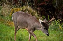 Private Tour Deer in the Chingaza Páramo and Suasie Trail