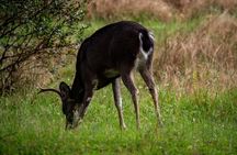 Private Tour Deer in the Chingaza Páramo and Suasie Trail