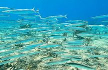 Snorkeling Adventure in Aguadilla