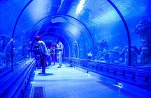 2 Hours Red Sea Wonders Tour at Hurghada Grand Aquarium