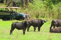  Morning or Afternoon Game Drive In Victoria Falls 
