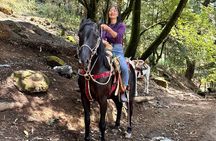 Horse experience with my family