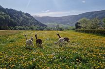 Guided Hiking tour on the Lands of Steim Farm in Vik, Norway